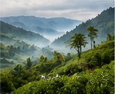 Sri Lankan highland gemstone sourcing landscape
